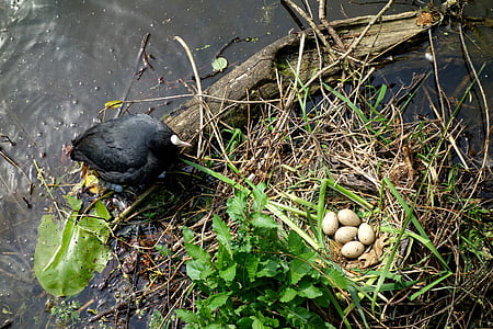 coot, water bird, ralle, animal, water, nest, egg