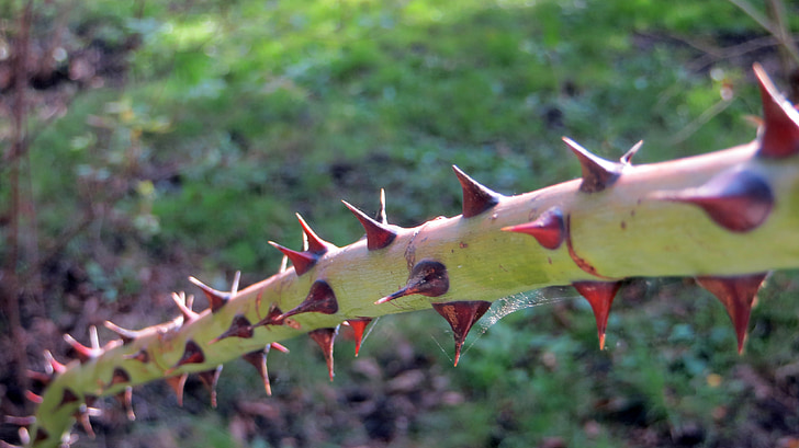 thorns, pointed, sharp, prickly, branch, bush, plant stalk