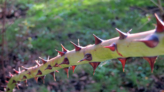 thorns, pointed, sharp, prickly, branch, bush, plant stalk