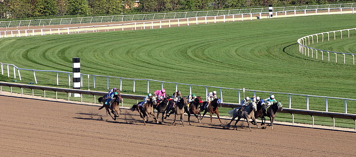 animal, horse, racing, race, color, competition, farm