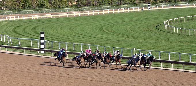 動物, 馬, レース, レース, 色, 競争, ファーム