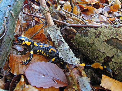 Opper-Beieren, natuur, bos, dier, wormsalamanders, newt, salamander
