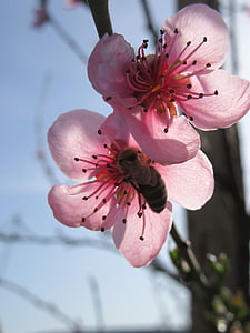Primavera, flor, árvore, filial, flor, -de-rosa, galhos de árvores