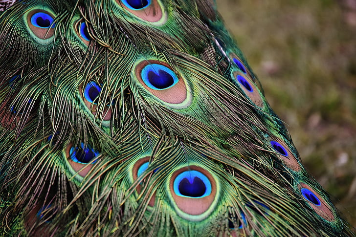 plumas de pavo real, colorido, pájaro, plumaje, naturaleza, mundo animal, hombre