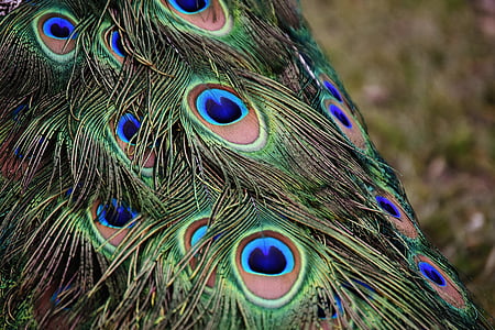 peacock feathers, colorful, bird, plumage, nature, animal world, male