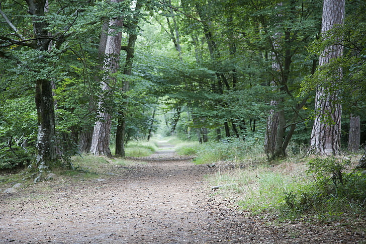 fontainebleau, forest, green, wood, hiking, nature, trees