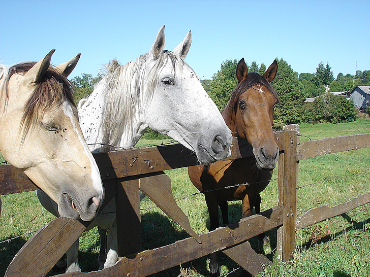 коне, Конна езда, природата, бял кон, кон, животните, ферма