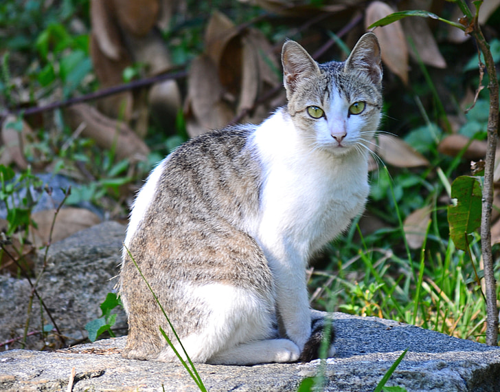 kat, dier, huisdier, Feline, Sri lanka, mawanella, Ceylon