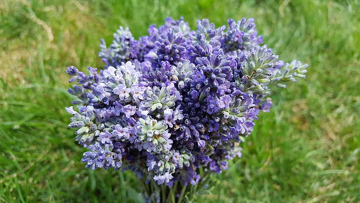 lavender, lavender flowers, lavandula angustifolia, lavandula, lavandula officinalis, lavender bouquet, medicinal plant