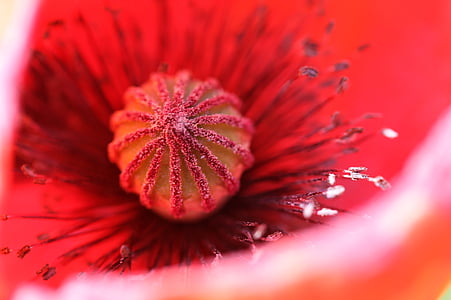Mohn, rote Mohnblume, Blüte, Bloom, Natur, Feld, mohngewaechs