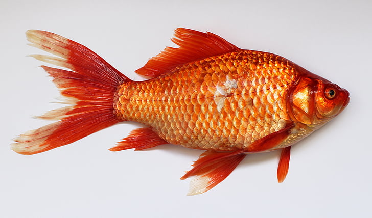 goldfish, carassius, fish, golden, red, animal, carp