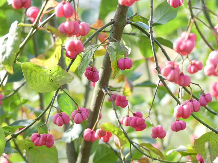 ornamental shrub, pink, autumn, decorative, beautiful