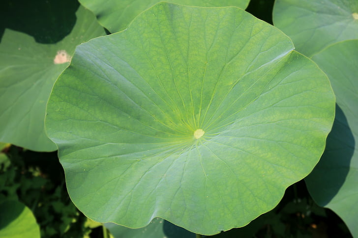 el Lotus leaf, Lotus, fulla, verd, planta, jardí, aquàtiques