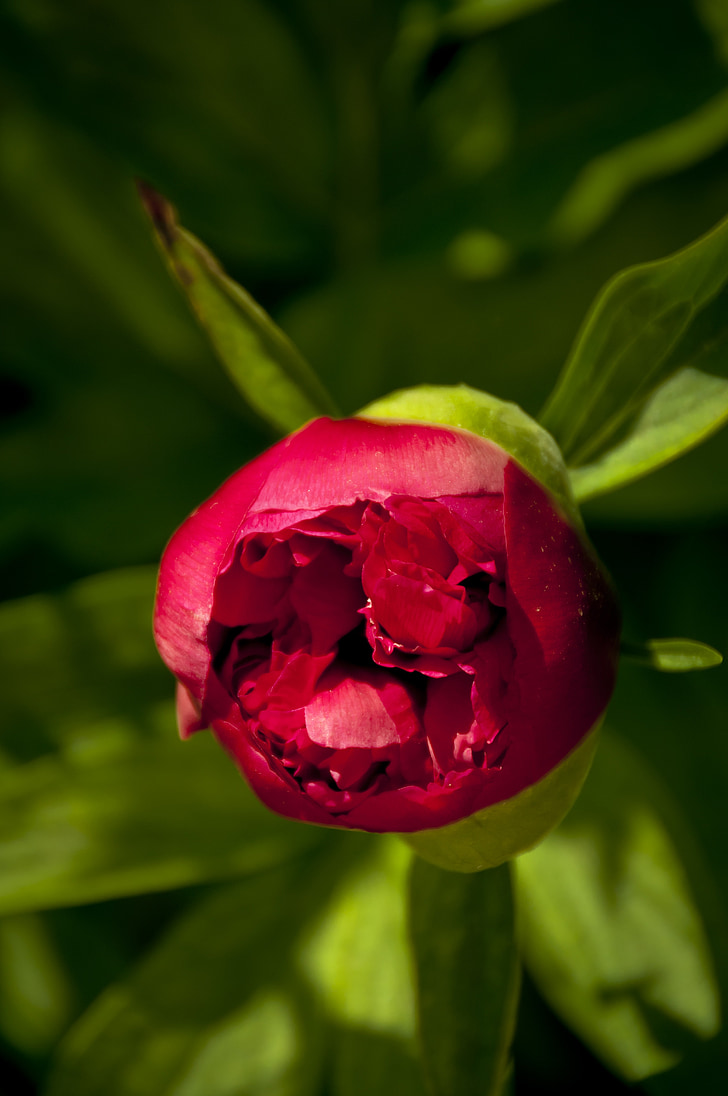 blooming peony, first stages, red, flower