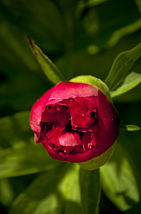 Õitsev pojeng, esimeses etapis, punane, lill