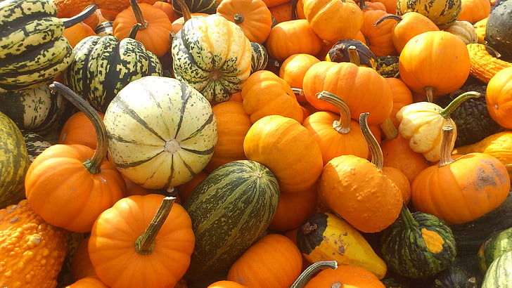 pumpa, pumpor, Lindas, Halloween, mat, hösten, färgglada