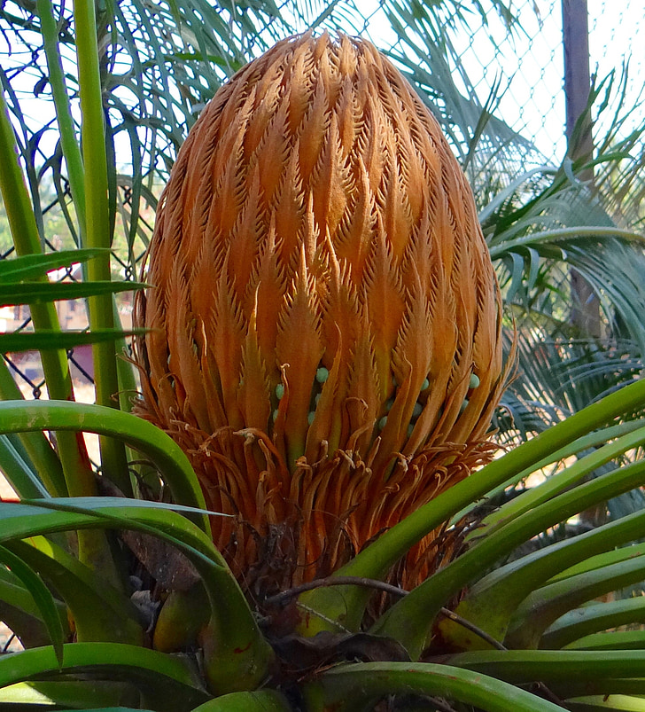 Cykasov, ságo palm, kužeľ, samica, Karnataka, India