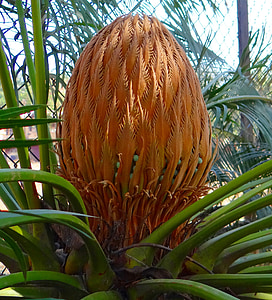Cykasov, ságo palm, kužeľ, samica, Karnataka, India