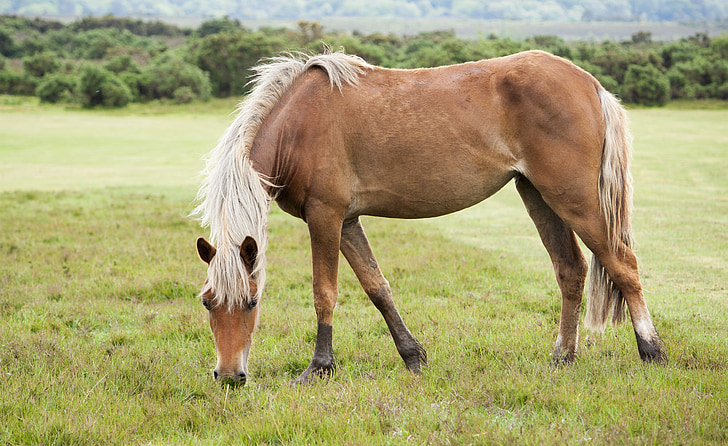 horse, pony, animal, equine, new forest, new forest pony, wild