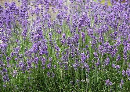 Levanda, violetinė, levandų patalynė, vasaros gėlių, sodas, Lavandula, Lamiaceae