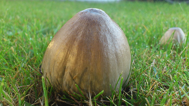 houby, v rámci, tráva