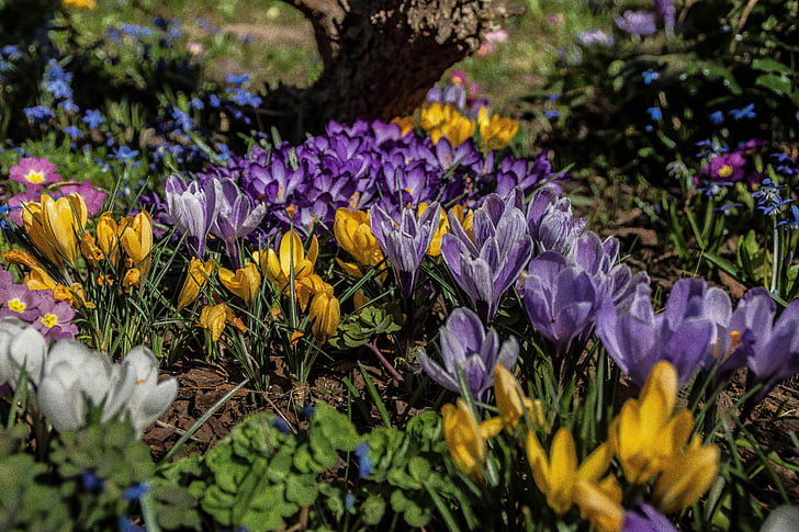 Crocus, alussa munaus, kevään, Kevät kukka, kukka, violetti, keltainen