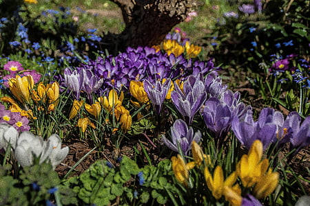 crocus, early bloomer, spring, spring flower, flower, purple, yellow