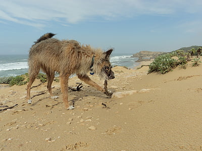 con chó, Bãi biển, đi bộ, động vật, kỳ nghỉ, răng nanh, chơi