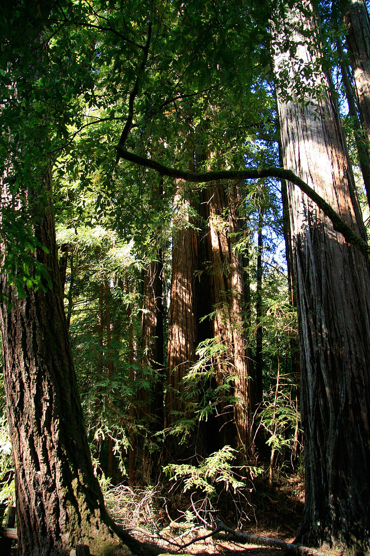 Redwood, gigant, copaci, California, calea, naturale, inaltime