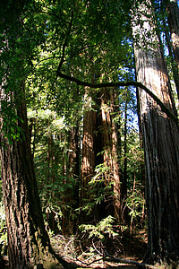 Redwood, Dev, ağaçlar, Kaliforniya, yol, doğal, uzun boylu