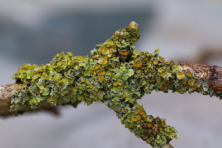 branch, foam, nature, lichen, leaf, plant, close-up