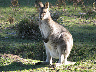 Kanguru, Bush, Australia, alam, satwa liar, hewan berkantong