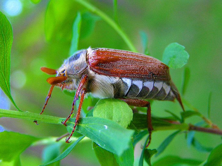 Maisky, Beetle, macro photographie, insecte, nature, animal, faune