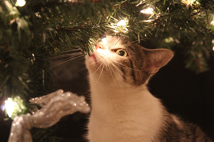 Kitty, Vánoční, kočka, světla, kočka domácí, Domácí zvířata, zvíře