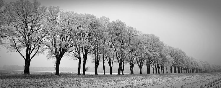 zimowe, drzewa, Avenue, drzewek na zimę, chłodny, zimno, mróz