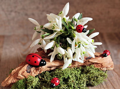 Snøklokke, Ladybug, blomst, frühlingsanfang, våren, hvit, natur