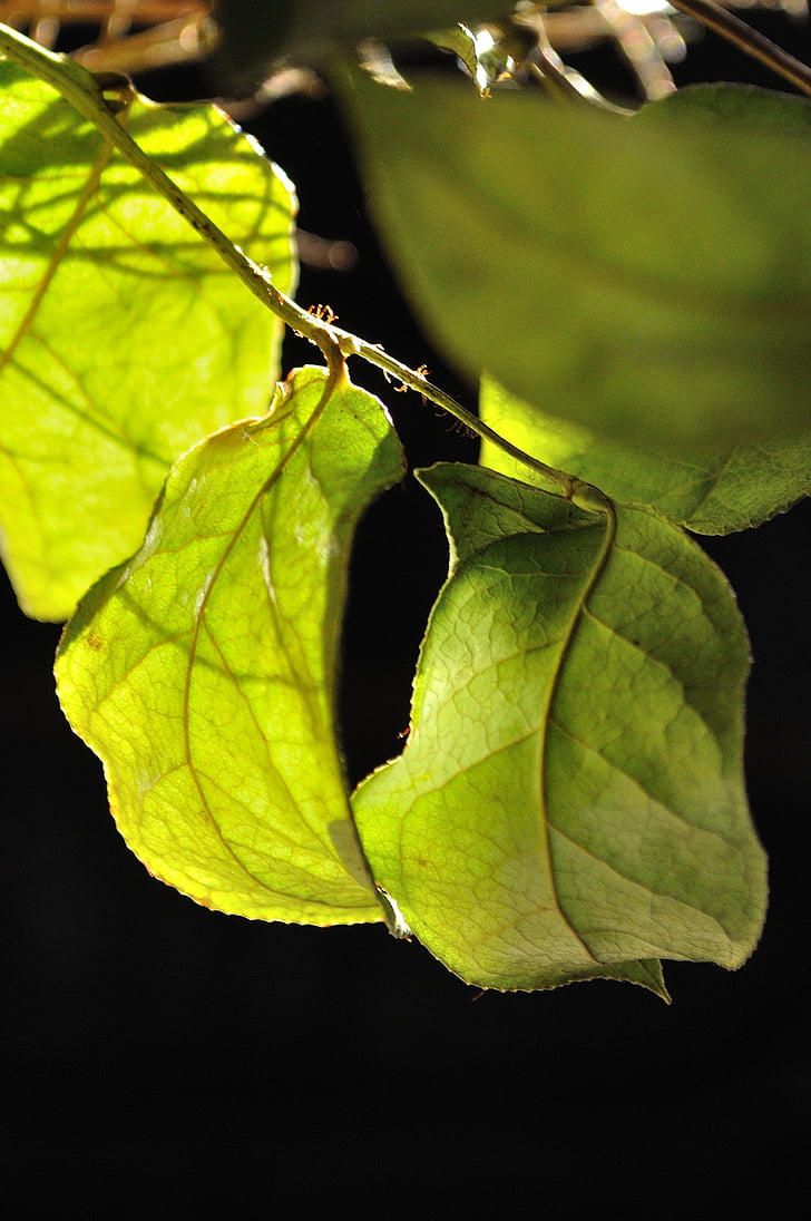 leaves, light, light green, bright, beech leaves