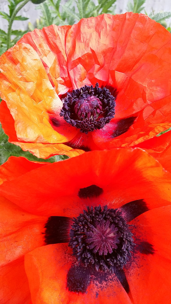 poppies, flower, red