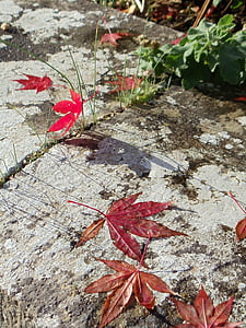 musim gugur, musim gugur, Maple, dedaunan, musiman, November, merah