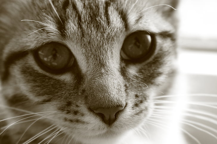cat baby, cat, kitten, kittens, mackerel, cat's eyes