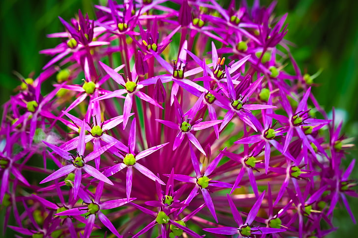 ornamental onion, flower, blossom, bloom, purple, plant, spring