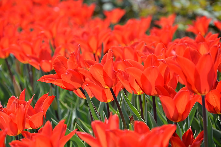 m, Park, piros, tulipánok, tulipán