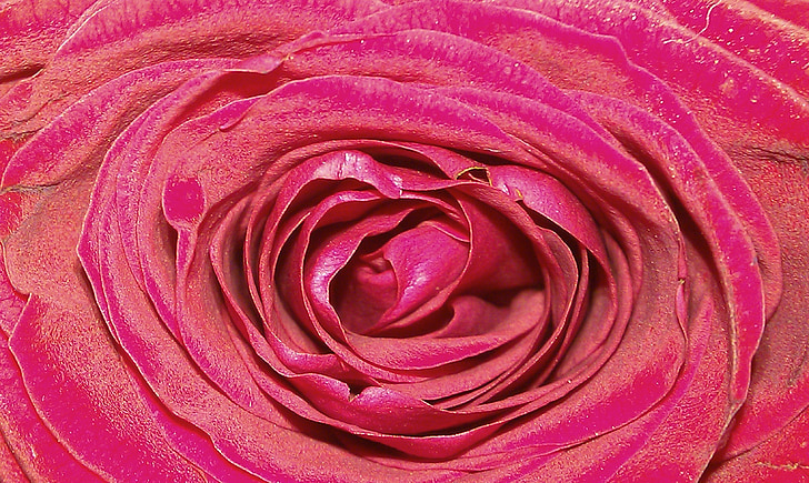 Reina de las flores, color de rosa, Rosaceae, cerrar, fragancia, sensualidad