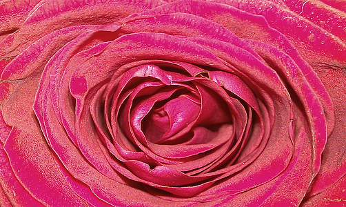 virágok királynője, Rózsa, Rózsafélék (Rosaceae), zár, illat, érzékiség