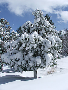ツリー, 松の木, 雪, 冬, 松, 自然, 木材