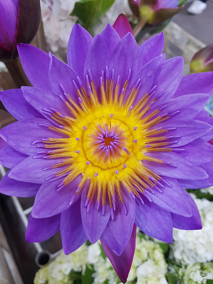 flor, exóticos, púrpura