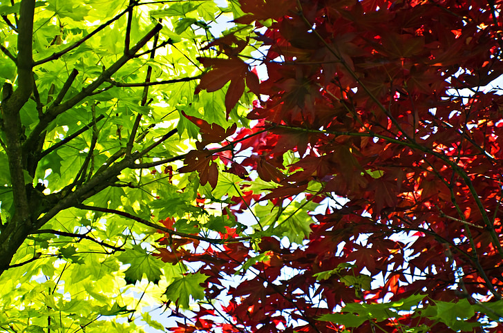 foglie, foglia, rosso, verde, stagione, macro, natura