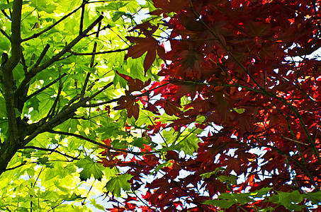 daun, daun, merah, hijau, musim, makro, alam