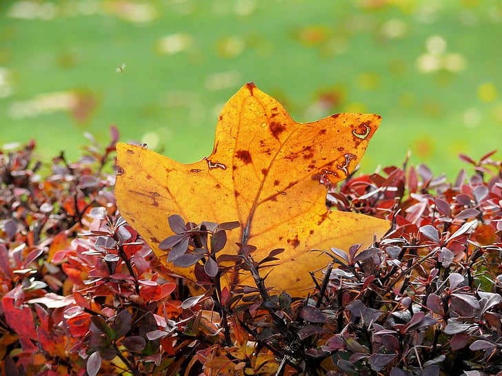 Jesenski listi, list, jeseni, temno rumena, listov, narave, sezona