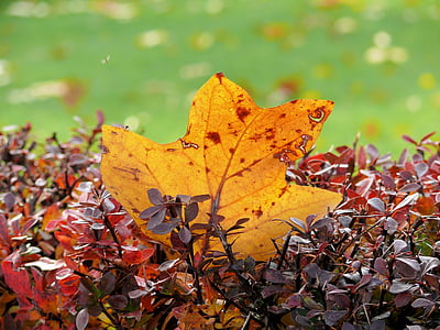 秋天的叶子, 工作表, 秋天, 深黄色, 叶, 自然, 赛季